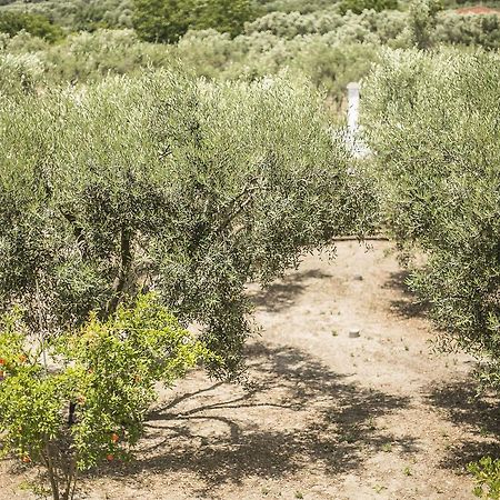 Olive Tree Apartments Fourka Esterno foto