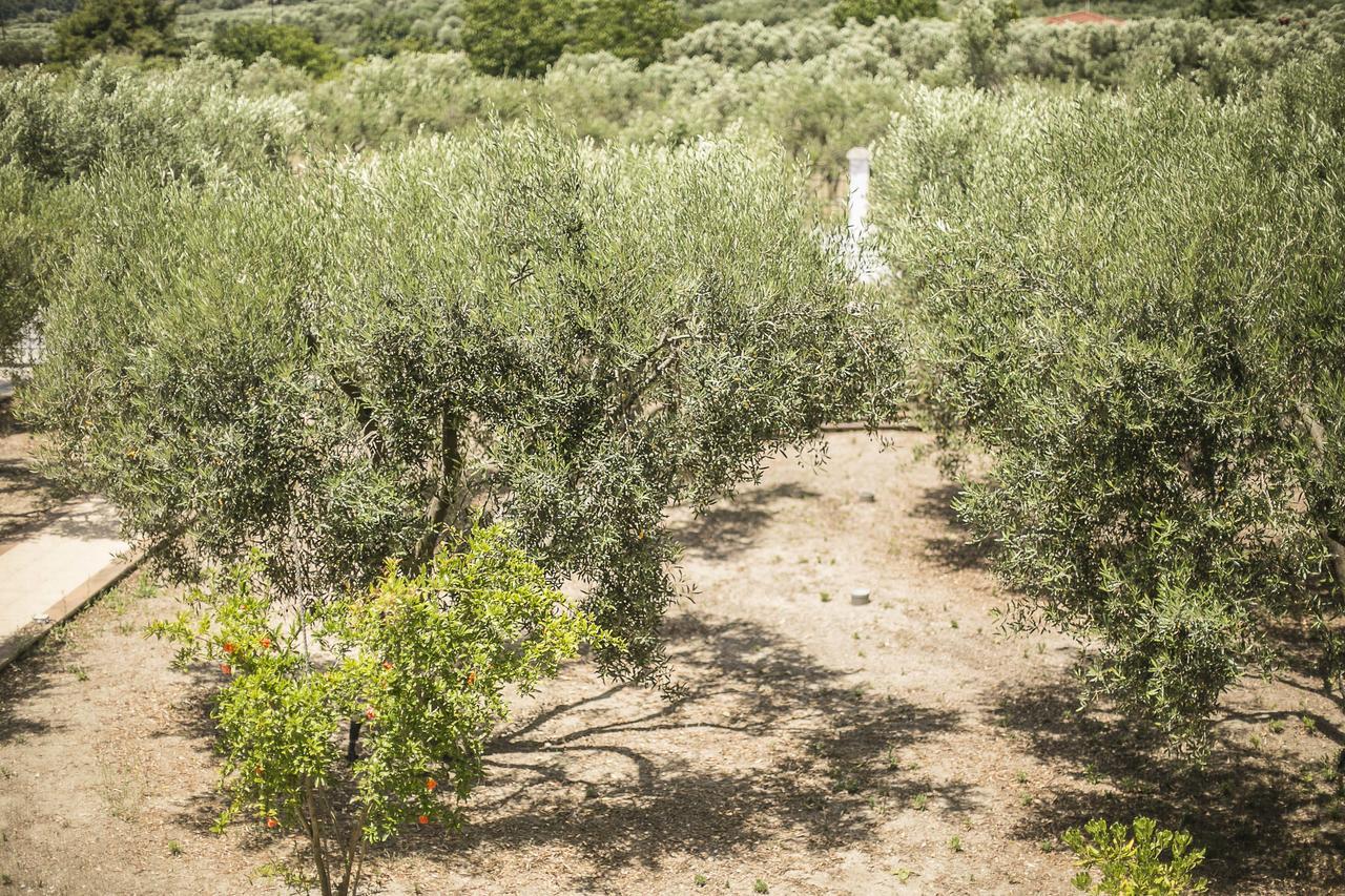 Olive Tree Apartments Fourka Esterno foto